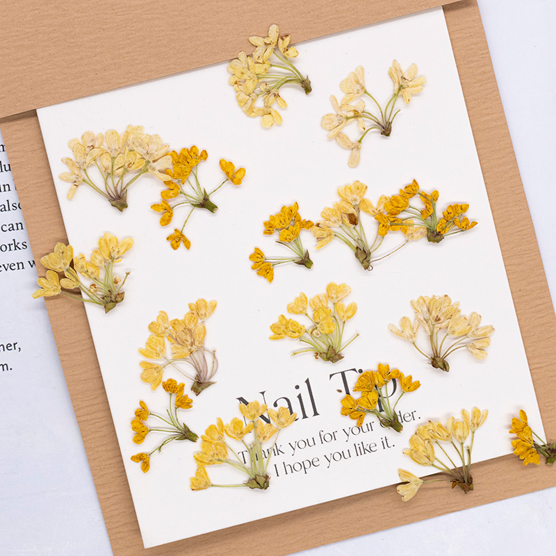 24 stuks, natuurlijke echte ge - Dried Flower Bookmark recensie en prijs